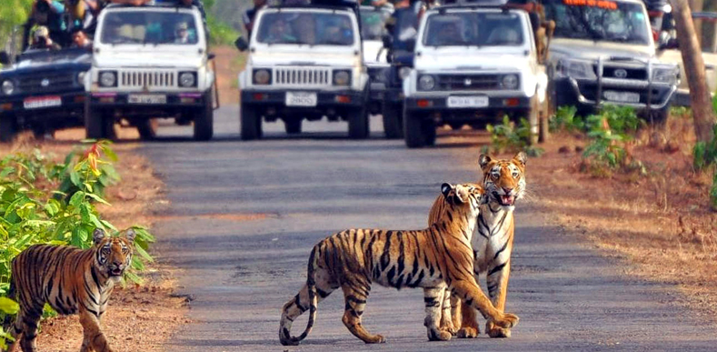 Jim Corbett with Nainital Tour Jim Corbett with Nainital Tour